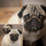 Pug Behavior Quiz