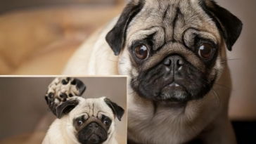 Pug Behavior Quiz