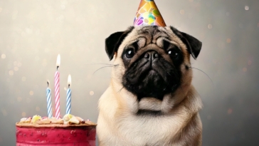 Pug Birthday Card