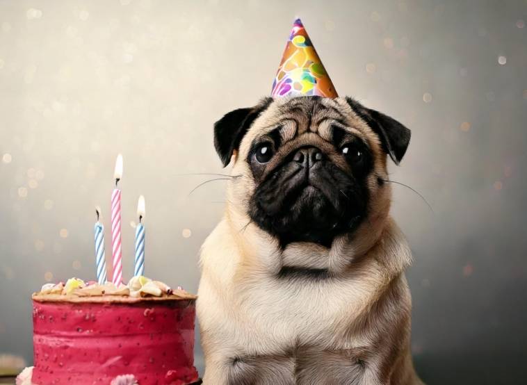 Pug Birthday Card