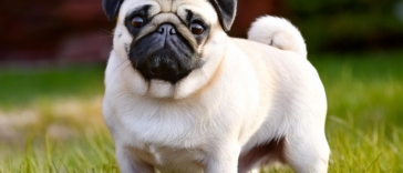 Pug breeders near me