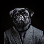 Pug Celebrity Quiz