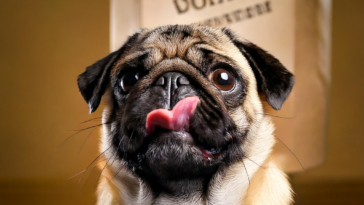 How Does Your Pug Communicate? Vote Now!