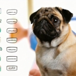 Pug Exercise Quiz