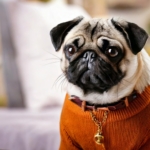 Pug Fashion Quiz