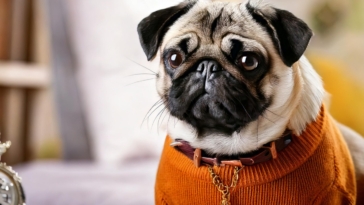 Pug Fashion Quiz