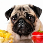 Pug Food Preferences