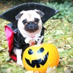 Pug in Halloween Costume