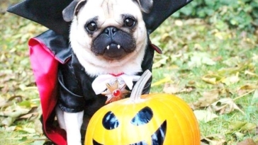 Pug in Halloween Costume