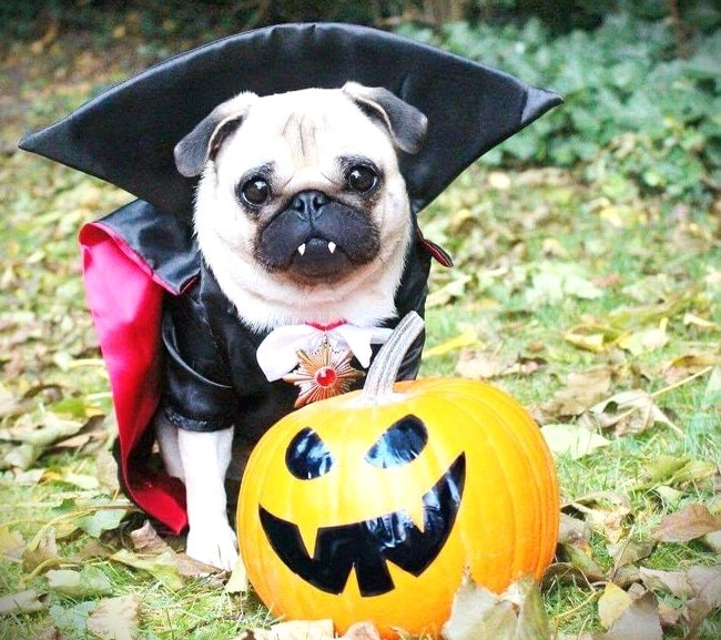 Pug in Halloween Costume