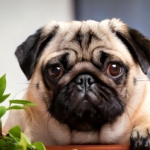 Pug Life Expectancy