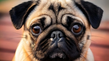 Pug Personality Quiz