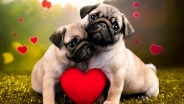 Pug Puppies love