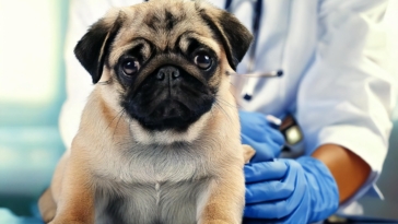 Pug Puppy Disease