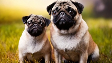 Pug Related Breeds