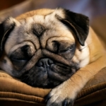 Pug Sleep Quiz