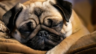 Pug Sleep Quiz