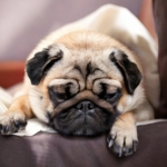 Pug Sleeping Habits Poll