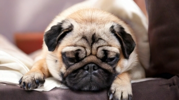 Pug Sleeping Habits Poll