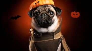 Pug-tactic Halloween Fashion