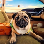 Pug Travel Preferences