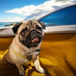 Pug Travel Quiz