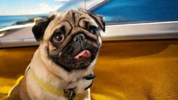 Pug Travel Quiz