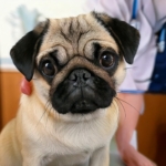 How Do You Handle Pug Vet Visits? Vote Now!