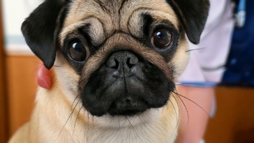 How Do You Handle Pug Vet Visits? Vote Now!