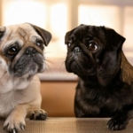 Pug vs French Bulldog