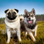 Pug vs Siberian Husky