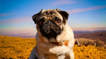 What’s Your Pug’s Favorite Season?