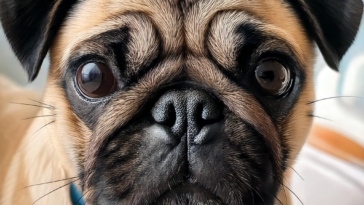 What’s Your Pug’s Personality? Vote Now!