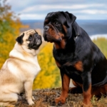 Rottweiler vs Pug