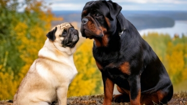 Rottweiler vs Pug