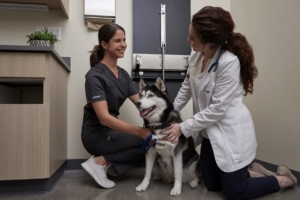 Top Reasons to Choose Petco Pet Hospitals for Your Pet's Health