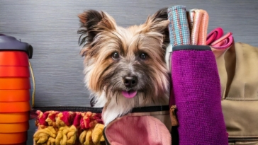 Supplies for Your Pet Dog