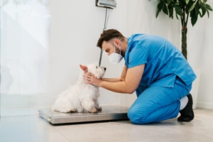 Top Services Offered by VCA Veterinary Pet Hospitals