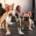 The Development of French Bulldogs