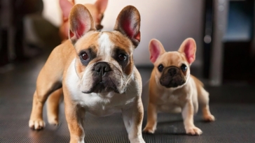 The Development of French Bulldogs