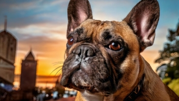 The Enduring Appeal of French Bulldogs