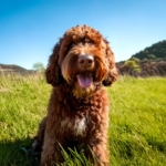 The Happy Lagotto