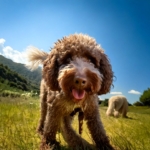 The Heritage of the Lagotto Romagnolo Breed