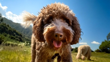 The Heritage of the Lagotto Romagnolo Breed