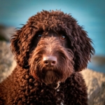 The Lagotto Romagnolo Breed