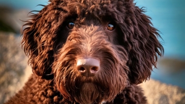 The Lagotto Romagnolo Breed