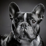 The Rich Heritage of French Bulldogs