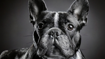 The Rich Heritage of French Bulldogs