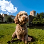 the Rich History of the Lagotto Romagnolo