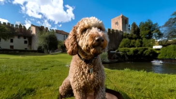 the Rich History of the Lagotto Romagnolo